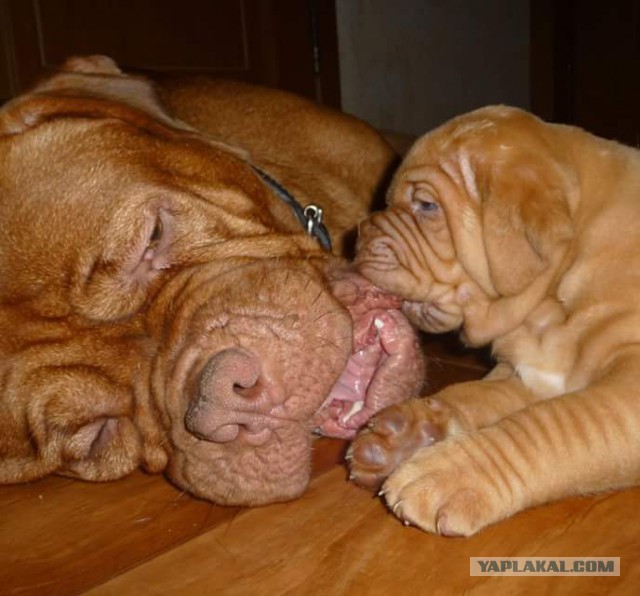 Когда в доме есть собака. Собачкочетвергу посвящается.