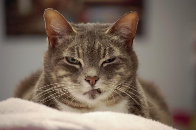 Коты и Кошки