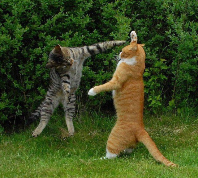 Коты и Кошки