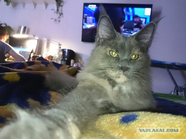 Котовторник  10.10.2017