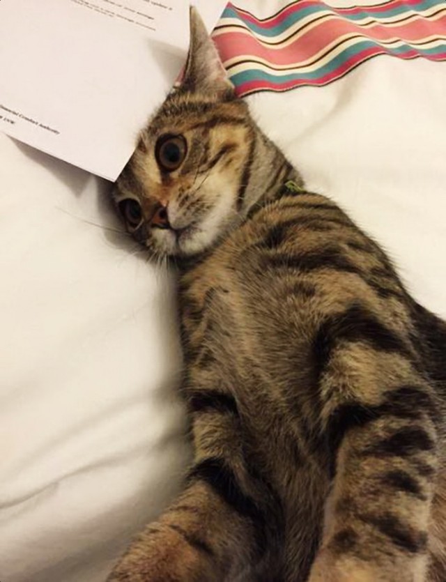 Коты и Кошки