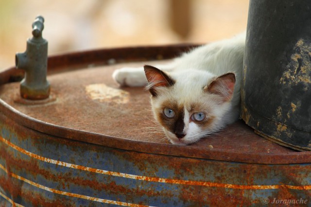 Коты и Кошки
