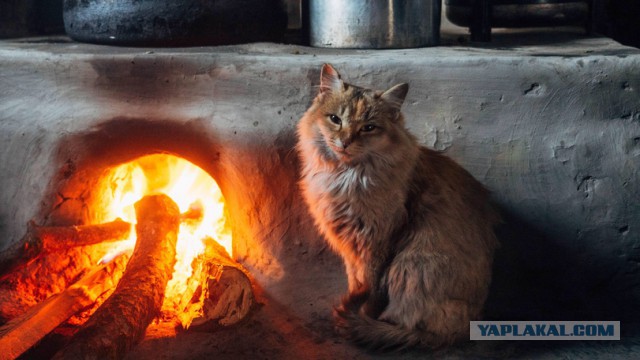 Дурацкие картинки