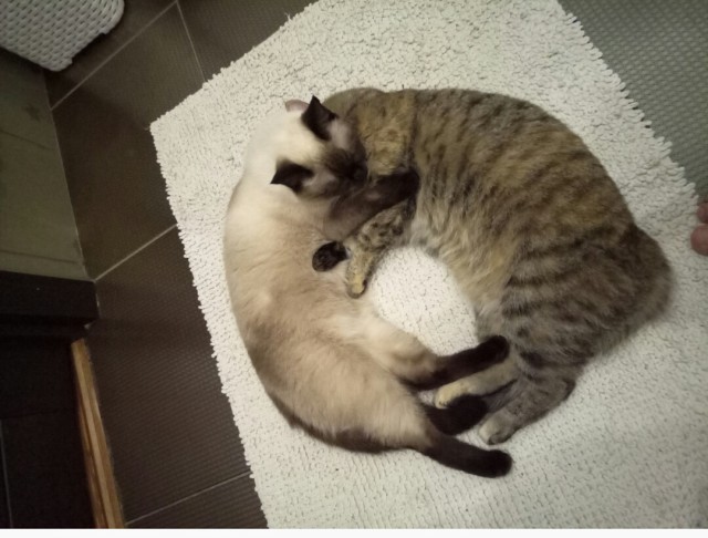 Котовторник 9.01.2018