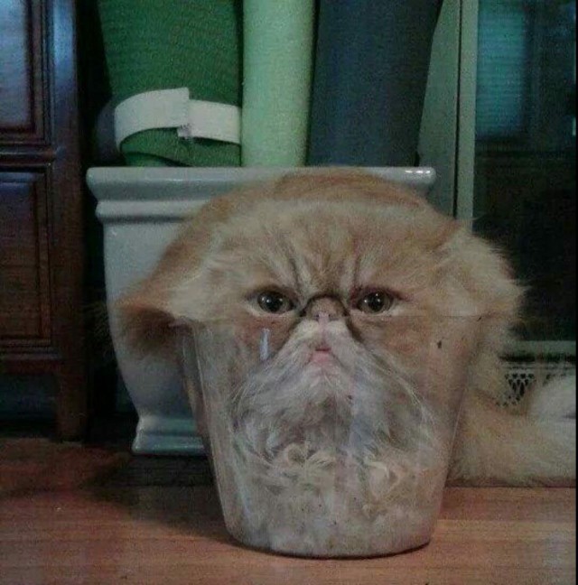 Прикольных котов пост