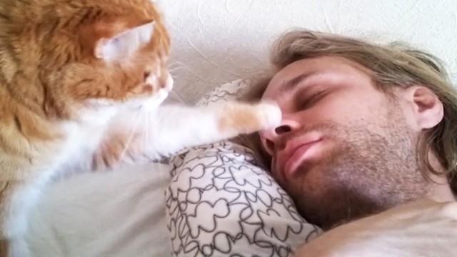 Тридцать причин обменять жену на котейку.