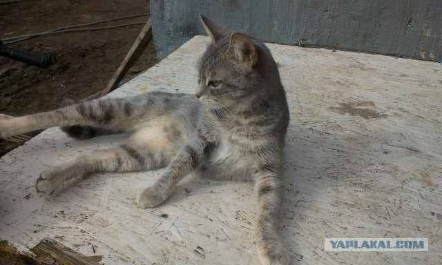 Котовторник 20.02.18