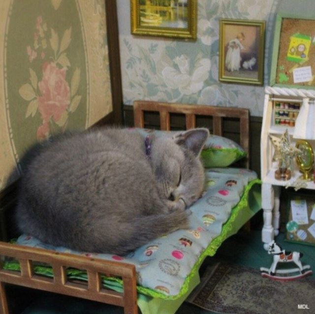 Прикольных котов пост