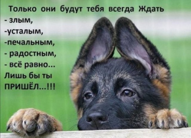 Прикольные картинки обо всём