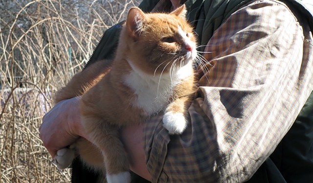 Котовторник 24.04.2018