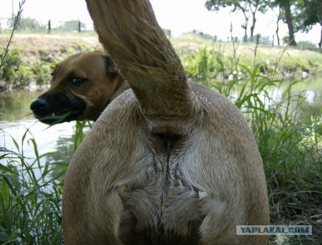 Живность из сети