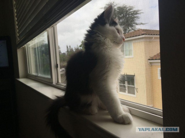 Котовторник 29.5.18
