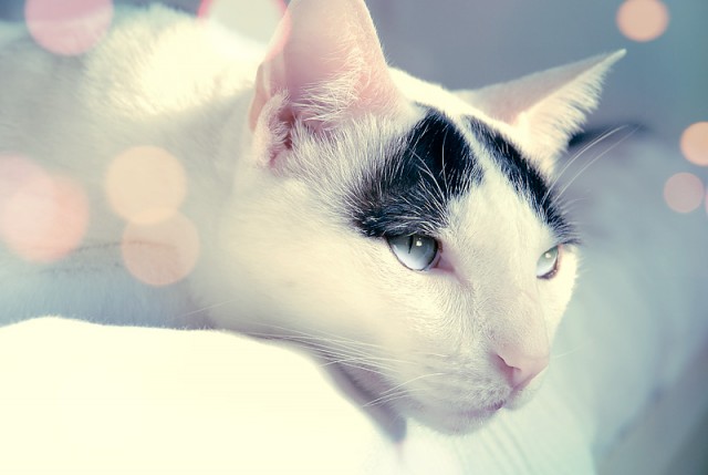Забыли котовторник? А вот он!