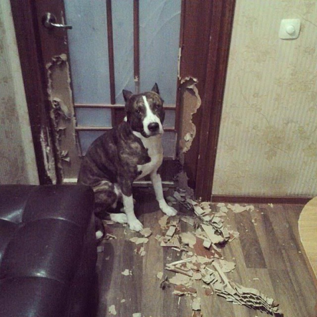 Картинки по-приколу