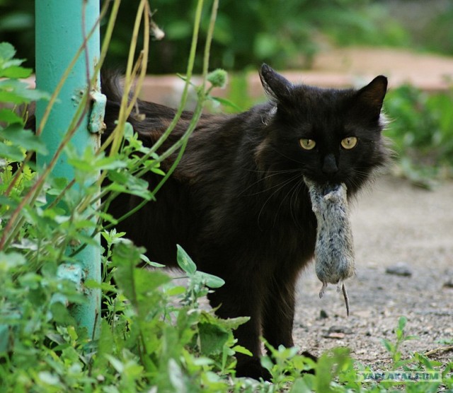 Котовторник на 22 июня