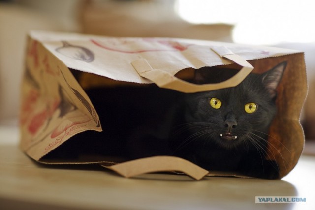 А как же Котовторник?!