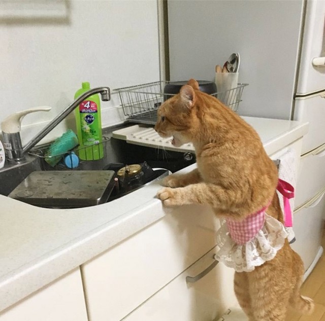 Прикольных котов пост