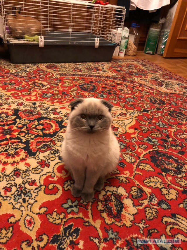 Для чего созданы коты