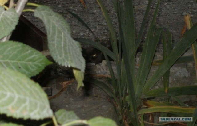Котовторник (07.02.2012)