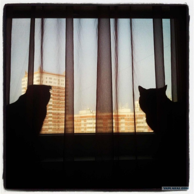 Котовторник (21.02.2012)