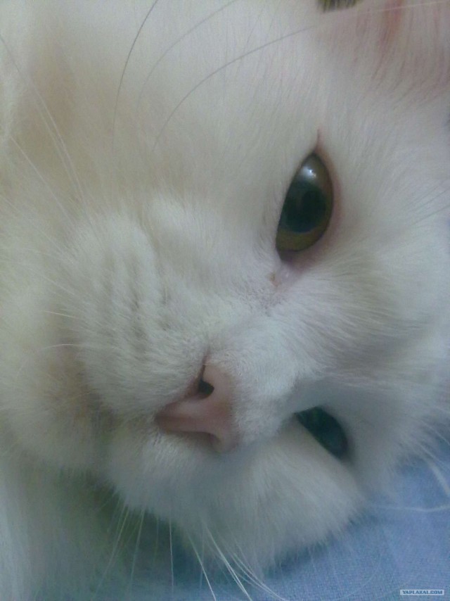 Котовторник  от 3.04.2012