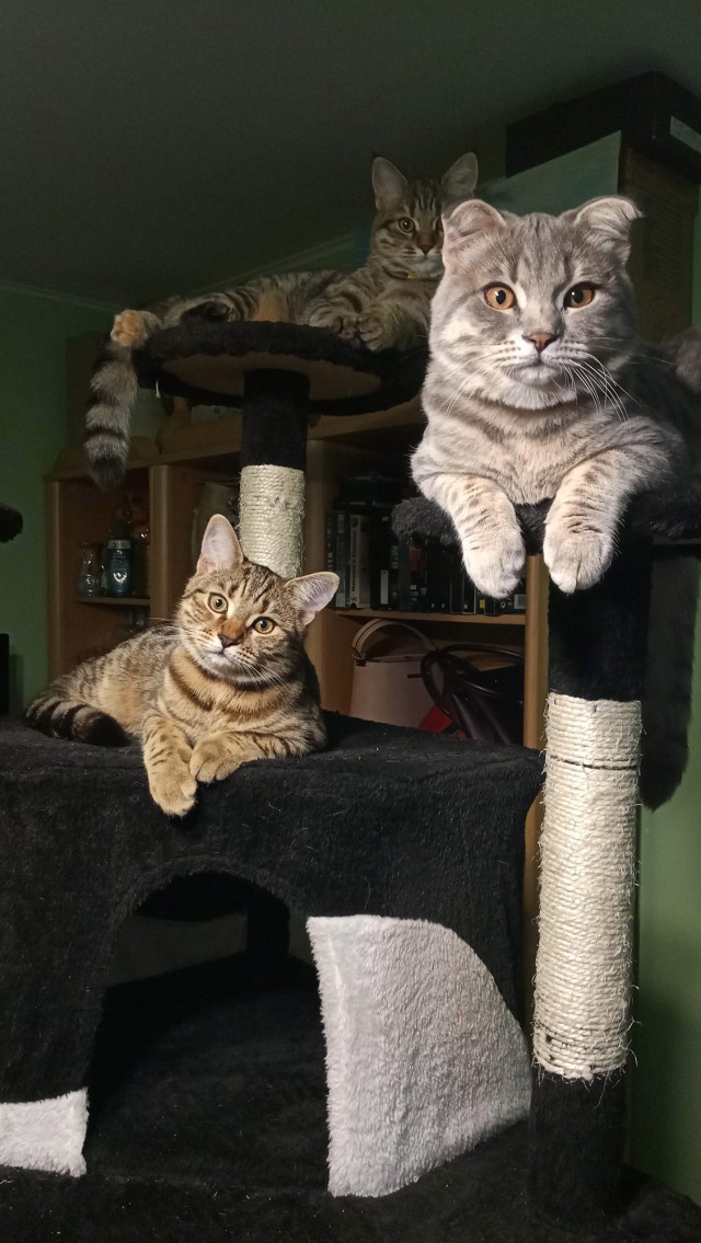 Котовторник 22.01.2019.
