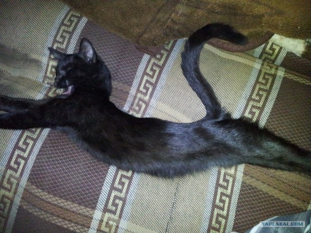 Котовторник  14.08.2012.