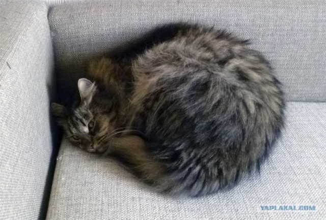 Котовторник  28.08.12