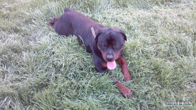 Собакочетверг!