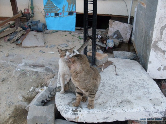 Про котов и про КОТА