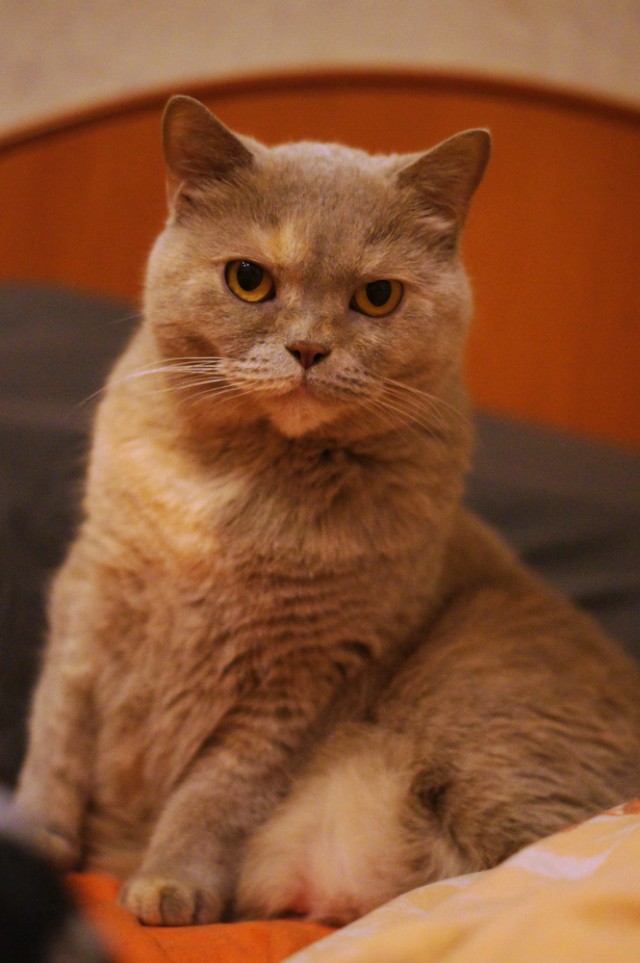 Чо, поцоны? Котовторнег?!