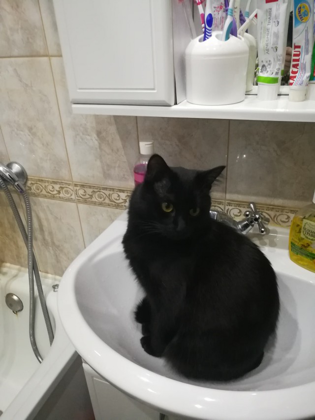 Забавные фото котеек