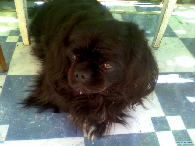 Социалка для приюта