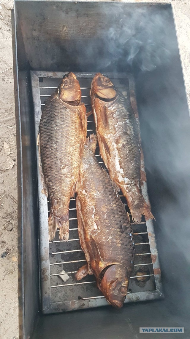 Эх, эта рыбалка
