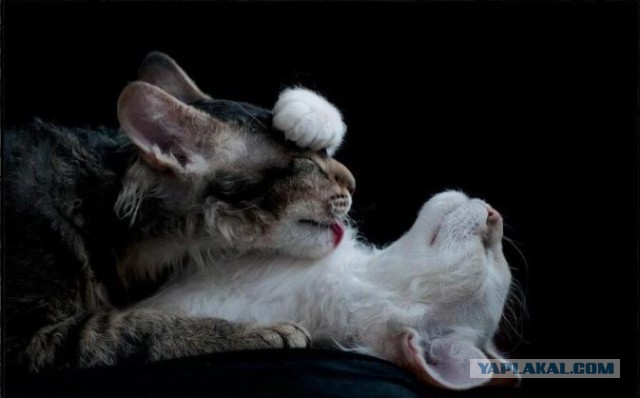 Странные фотки котеек