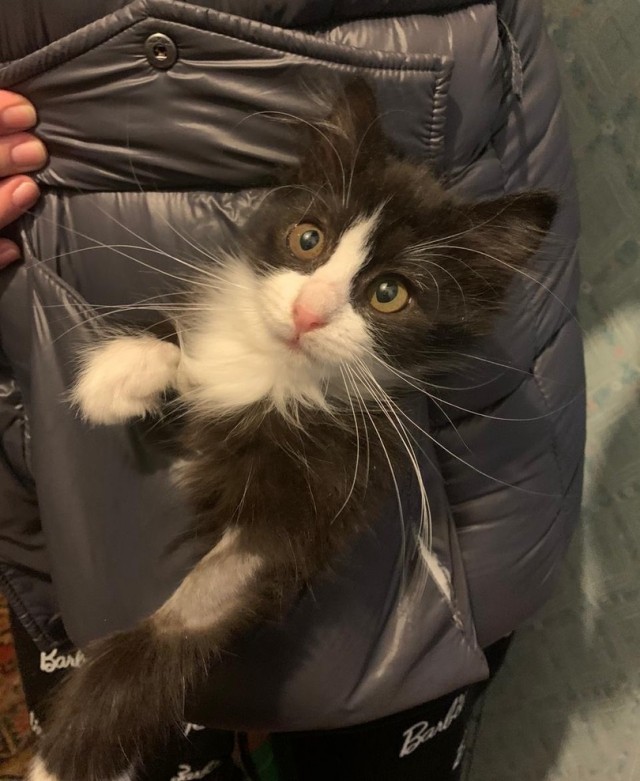 Котики