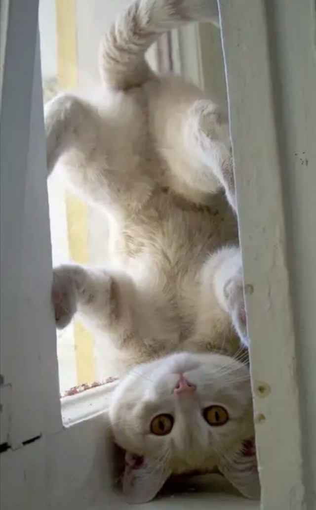 Котики