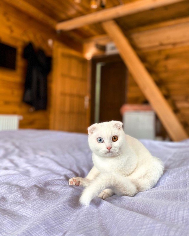 Коты из сети