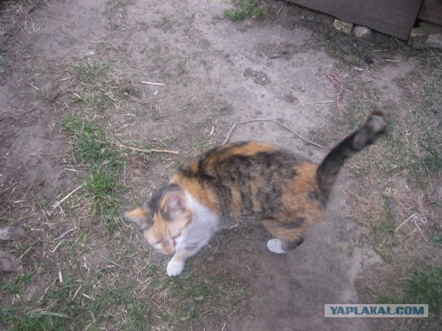 Жизнь домашнего приюта для котеек 285