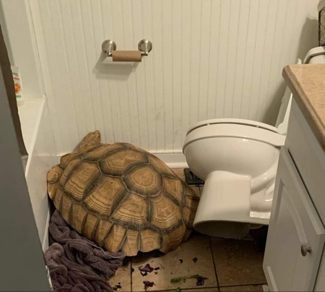 Забавные животные