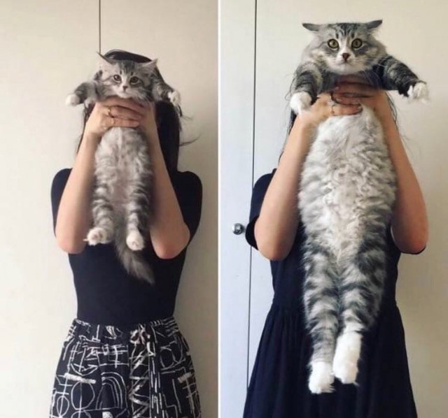 Эти забавные животные