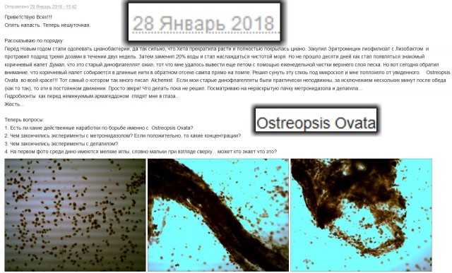 Одноклеточные угрожают жизни