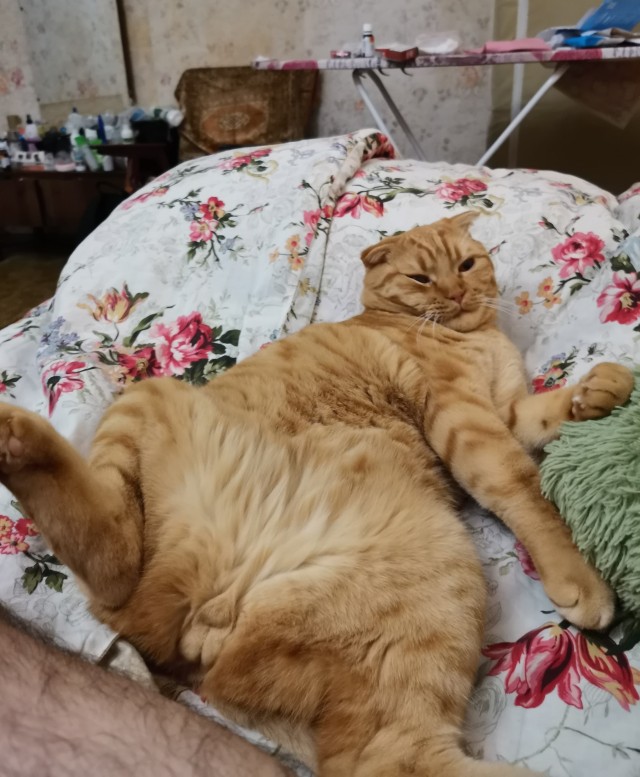 Беда. Кот храпит хуже хозяина