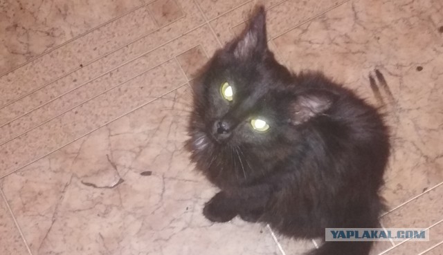 Как завести кота, когда меня почти не бывает дома? Мужской взгляд на извечную проблему…