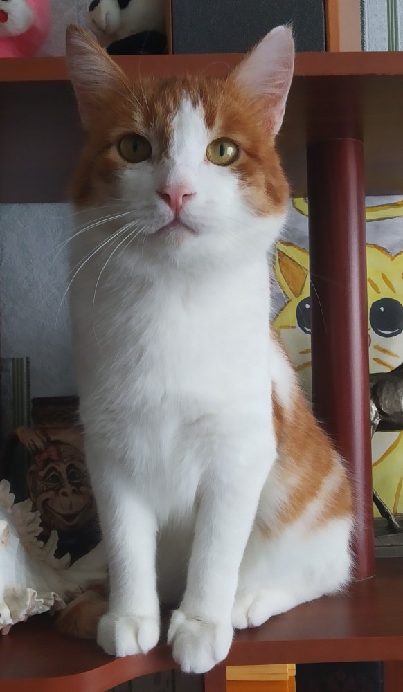 Котовторник. Добавляйте своих