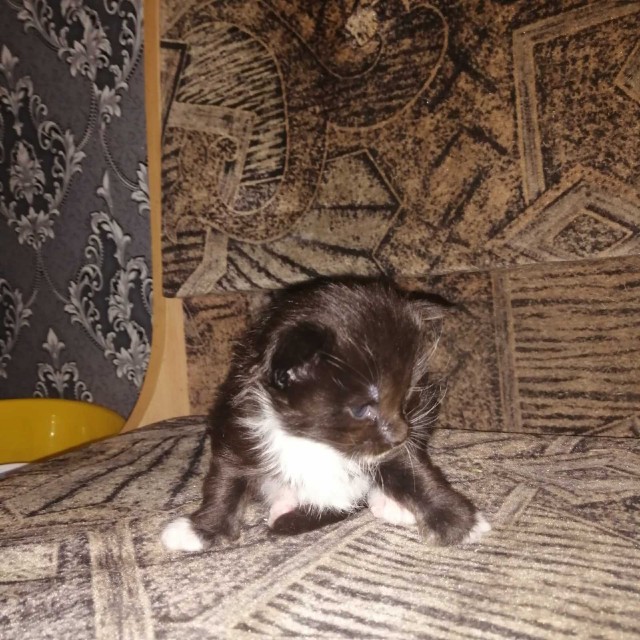 Подборка всякой живности
