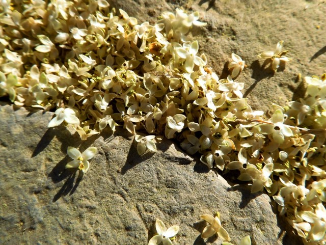 Апельсиняя рыба