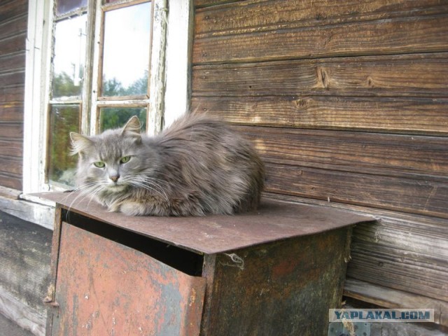 Жизнь домашнего приюта для котеек 345