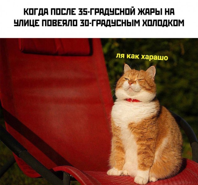 Весёлый полтишок 18.07