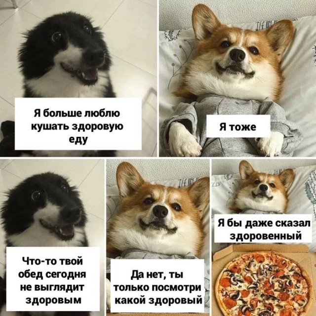 Весёлый полтишок 10.08